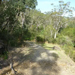 walking along the management trail south of Berowra Heights