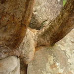 Tree squeezing out of the rock