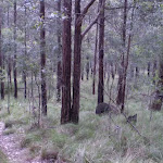 The shaded forest east of Lady Wakehurst