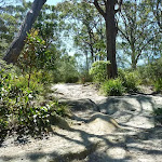 Ant hill on the Great North Walk