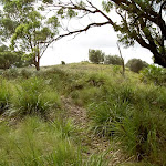 Grass lands at the lower end of Stockyard Spur