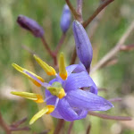Blue Flax-Lily (Dianella longifolia)