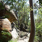 The GNW winding through the bouldery eucalypt forest