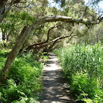 Moist paperbark forest and boardwalk near Pains Road