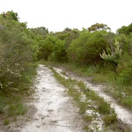 Sandy Curra Moors service trail