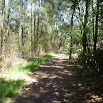 Casuarina forest north of Kitty Creek