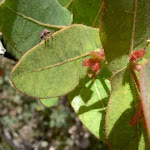 Bug on banksia leaf