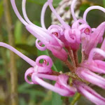 Pink spider flower (Grevillea sericea)