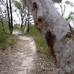 Scribbly Gums east of the F3