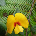 Yellow and red pea flower