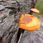 An orange fungus growing from a rotting log