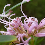 pink spider flower (Grevillea sericea)