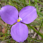 Patersonia Lily (Patersonia sericea)