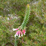 Epacris Longiflora (Australian Fuschia Heath)