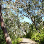 Walking through forest west of Berowra