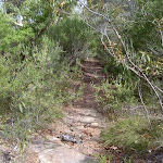 Track through heath from Bundeena Drive