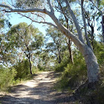 Scribly gum on trail north of Naa Badu Lookout
