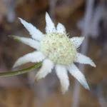 Flannel Flower (Actinotus helianthi)
