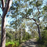 Tall open forest west of Berowra Heights