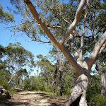 Scribbly gum beside trail North of Naa Badu Lookout