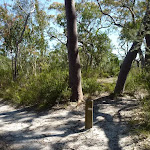 Int of Great North Walk and Currawong Road track