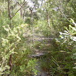 The bushtrack to Int. of Bundeena Drive and Mt Bass Trail