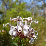 Grey Spider Flower (Grevillea Buxifolia)