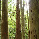 Tall forest in Wallis Creek Valley