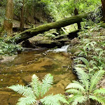 Wallis Creek on The Great North Walk