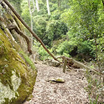 Mossy wall north of Wallis Creek