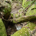 Small Mossy Creek