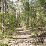 Wide trails in Watagan State Forest