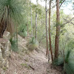 Ancient grass trees in Watagan State Forest