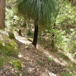 Grass tree (Xanthorrhoea sp) south of Langans Rd, Watagan State Forest