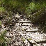 Timber steps on a steep hill, Watagan Creek valley