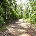 Dense forest along Warrawolong Rd
