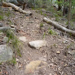 Rocky track, Olney State Forest