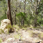 Termite mound, north of rest area