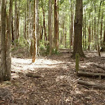 Open woodland in Olney State Forest