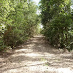 Dense forest along Wild Boar Road