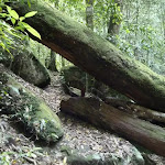 Fallen tree across trail alongside Wollombi Brook