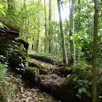 Moss and ferns characterise the Lyrebird trail