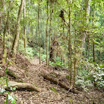 Dense forest on the Lyrebird Trail