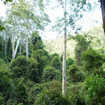 Into the canopy, west of Wollombi Brook