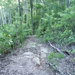 Rocky tracks and fallen branches, east of Wollombi Brook