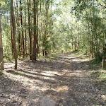 Wide trail south of Kingtree Ridge Fire Road