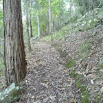 Steep hill but gentle track north of Cedar Brush track head