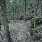 Approaching the Lyrebird Trail