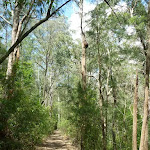 Tall forest south of Yarramalong