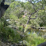 views of Heathcote Creek from the track
